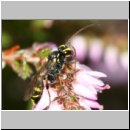 Listrodromus nycthemerus - Schlupfwespe 01i 7mm auf Calluna vulgaris - Niedringhaussee-fdet02.jpg